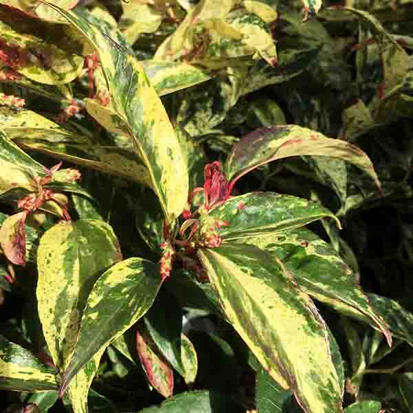 Girard's Rainbow Leucothoe image