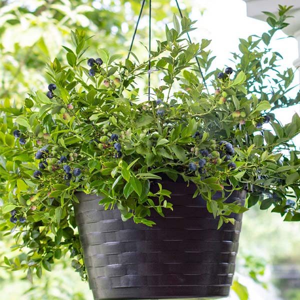 Bushel Berry Midnight Cascade image