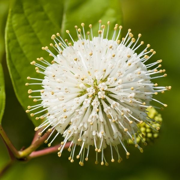 Crimson Comet Buttonbush image