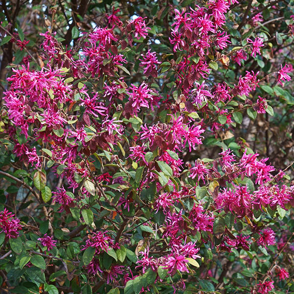 Chinese Fringe Flower image