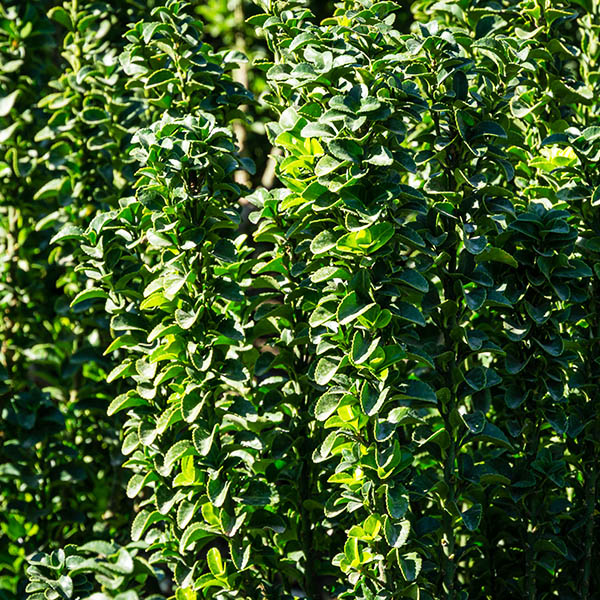 Green Spire Euonymus image