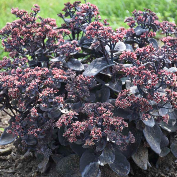 Rock 'N Grow Back in Black Sedum image