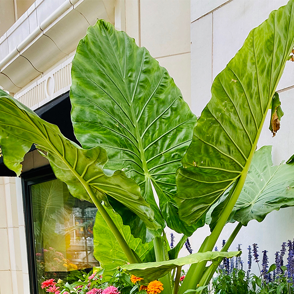 Calidora Upright Elephant Ear image