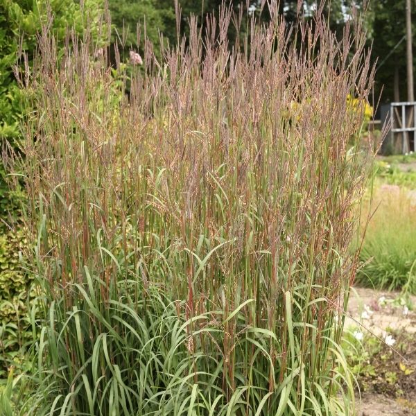 Karls Cousin Big Bluestem image