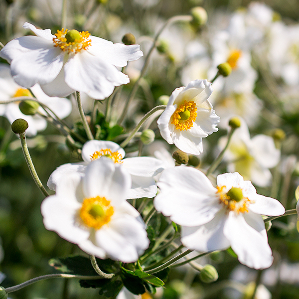 Honorine Jobert Anemone image