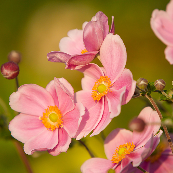 September Charm Anemone image
