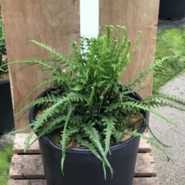 Dragontail Fern image