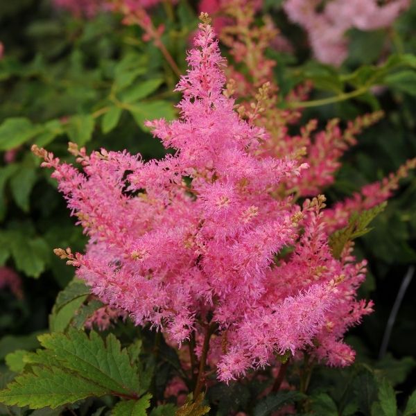Younique Pink False Spirea image