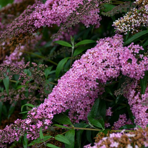Pink Cascade Butterfly Bush image