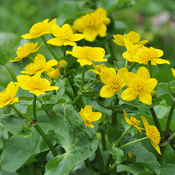 Marsh Marigold image