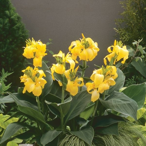Cannova Yellow Canna image