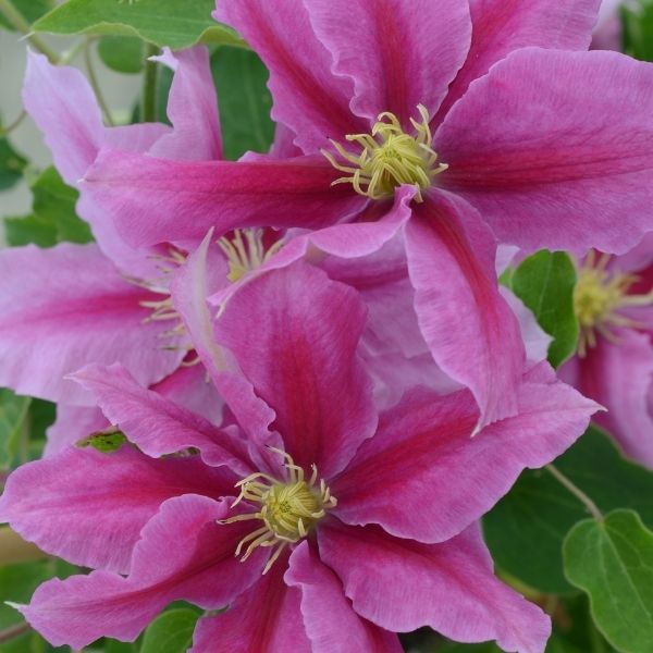 Boulevard Vicki Clematis image
