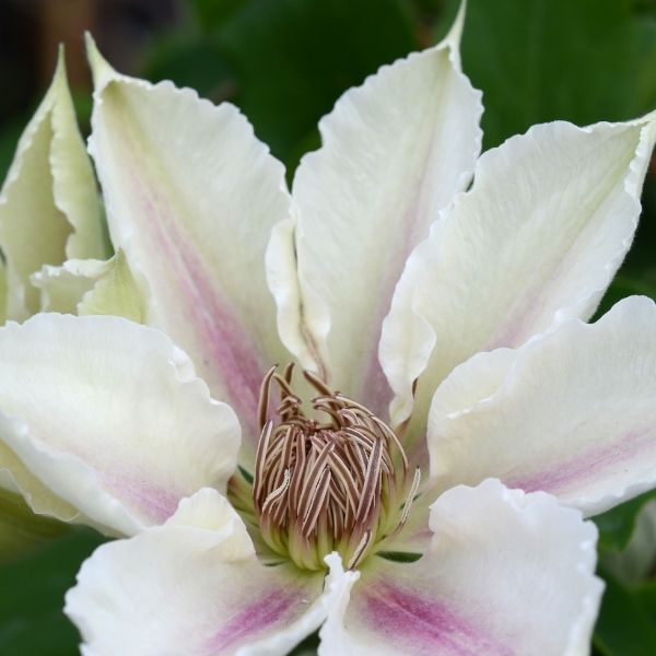 Boulevard Corinne Clematis image