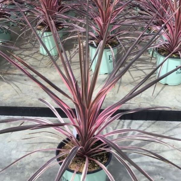Southern Splendor Cordyline image