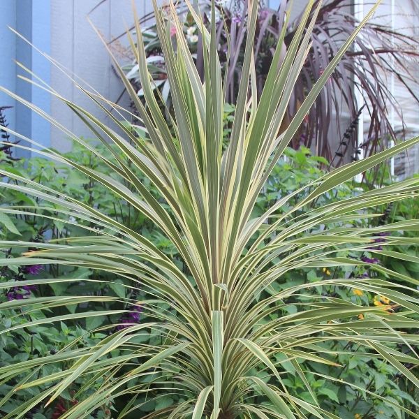 Torbay Dazzler Cordyline image