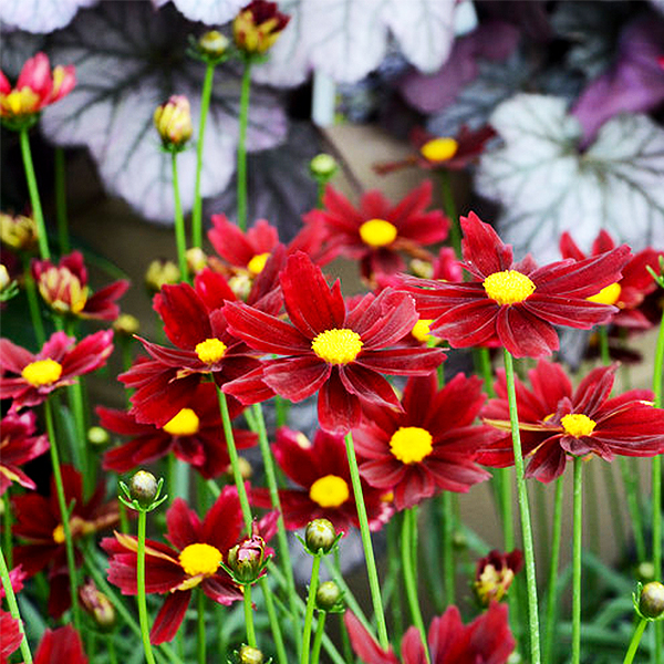 Li'L Bang Red Elf Coreopsis image