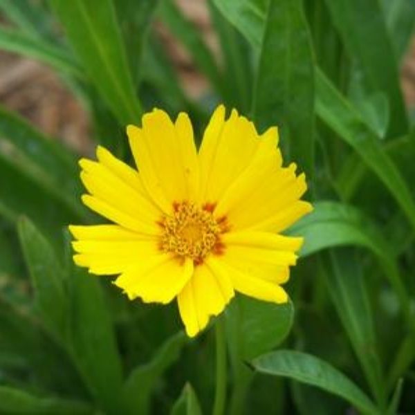 Baby Sun Coreopsis image