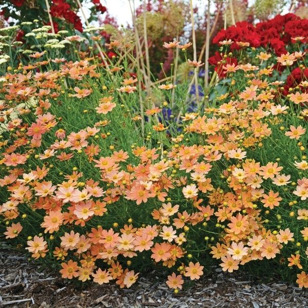 Creme Caramel Coreopsis image