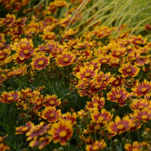 Lil Bang Daybreak Coreopsis image