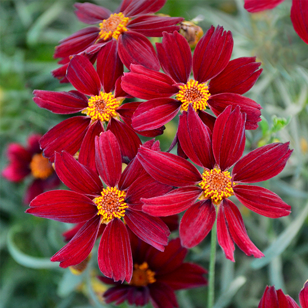 Red Satin Coreopsis image