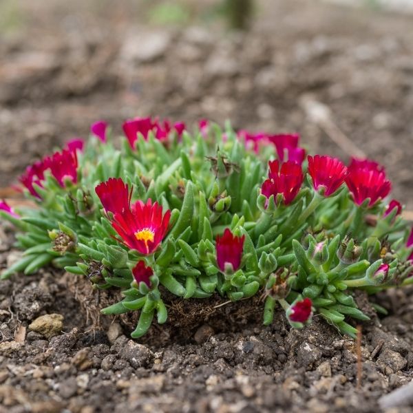Jewel Of Desert Garnet Ice Plant image