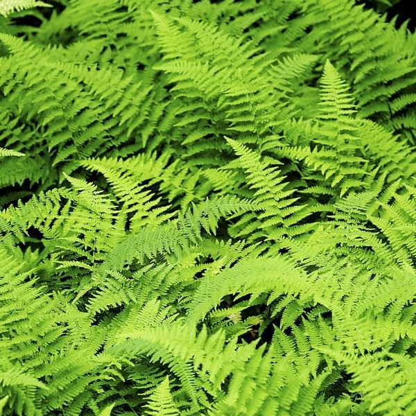 Hayscented Fern image