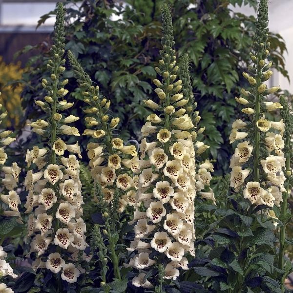 Camelot Cream Foxglove image