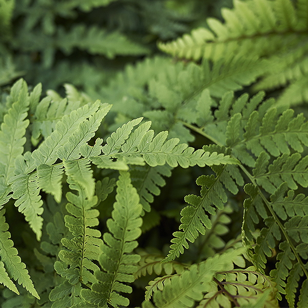 Marginal Wood Fern image
