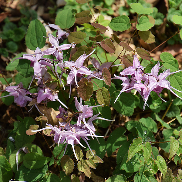 Lilafee Barrenwort image