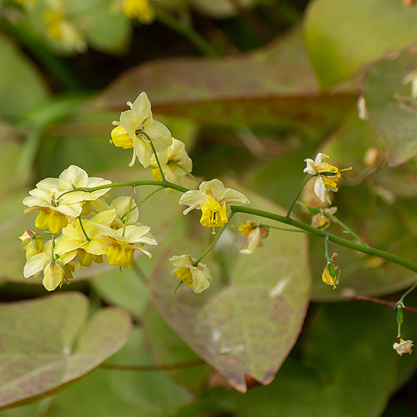 Frohnleiten Barrenwort image