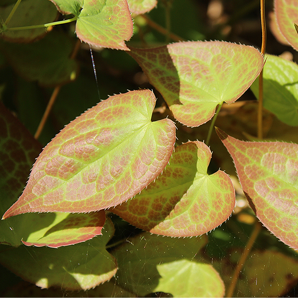 Red Barrenwort image