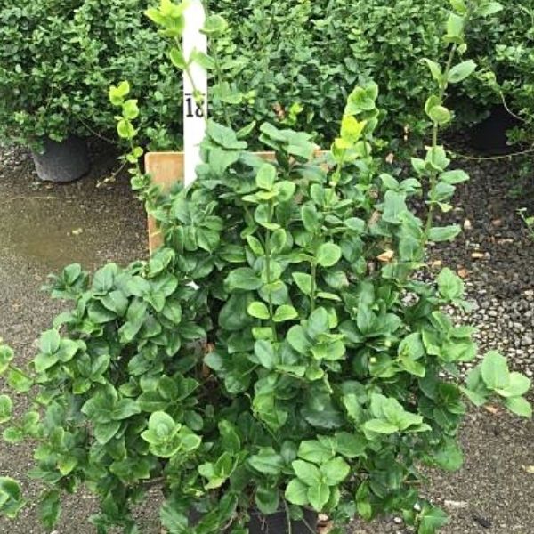Green Lane Euonymus image