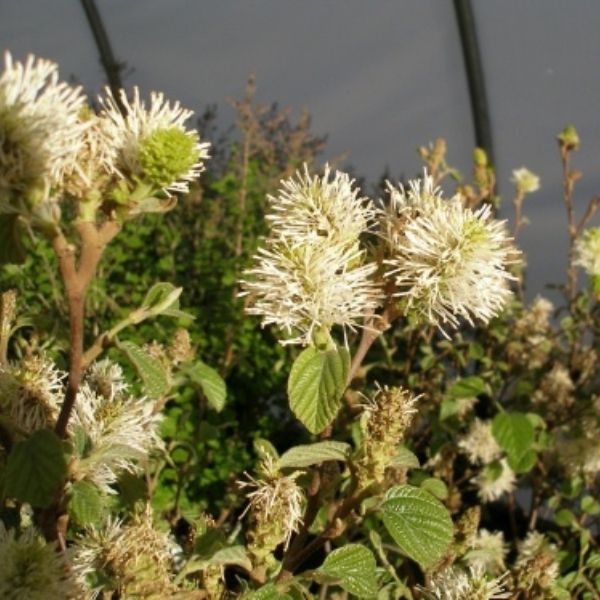 Dwarf Fothergilla image