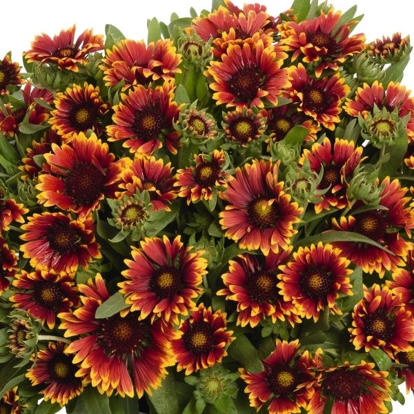 Spintop Orange Halo Gaillardia image