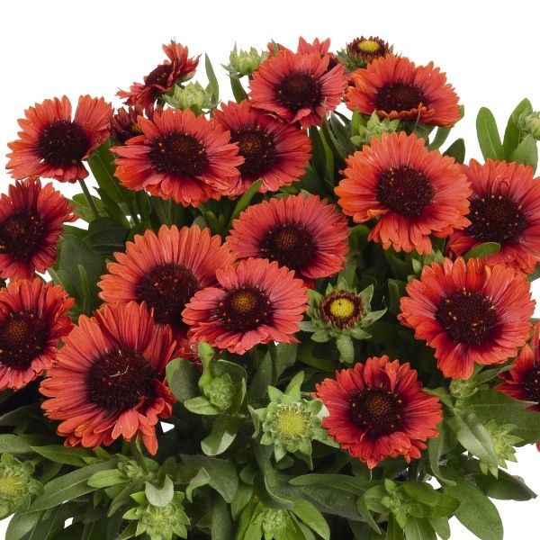 Spintop Red Gaillardia image