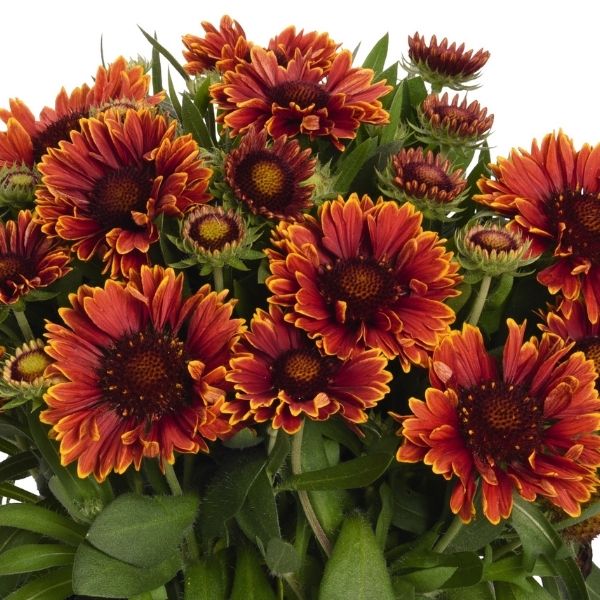 Spintop Yellow Touch Gaillardia image