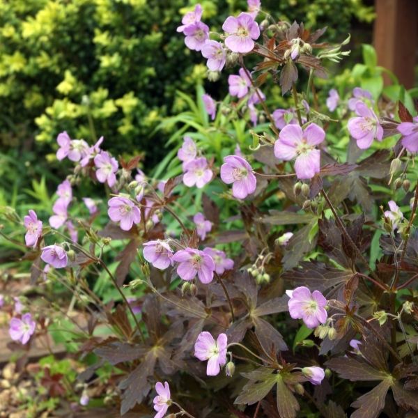 Espresso Geranium image