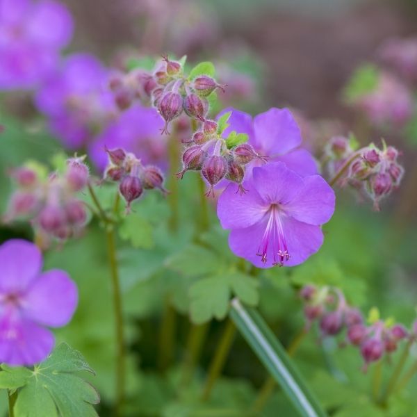 Karmina Cranesbill Geranium image