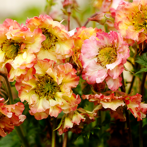 Pretticoats Peach Geum image