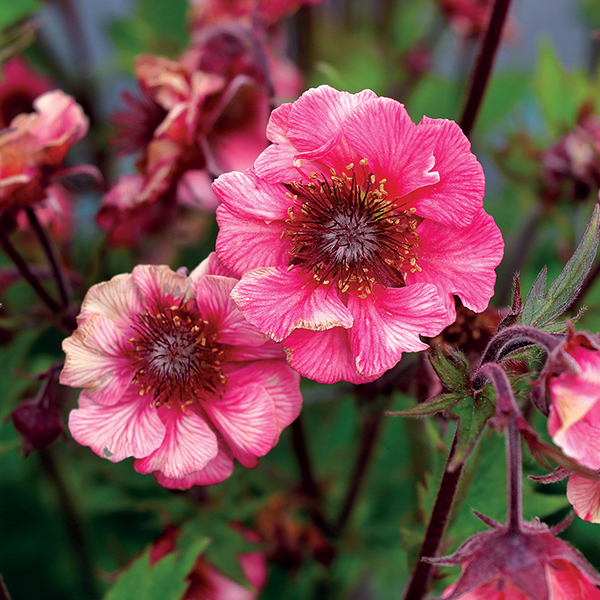 Geum Tempo Rose image