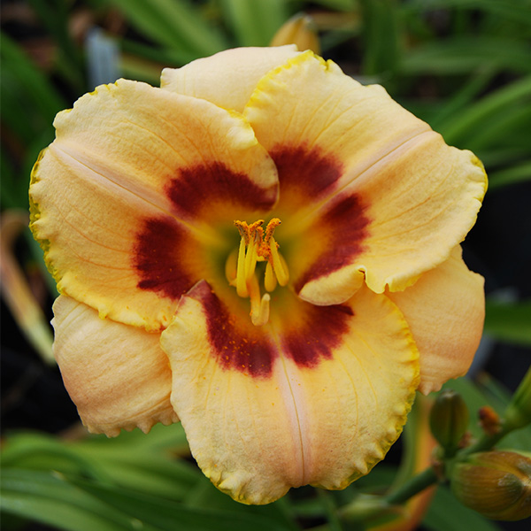 Custard Candy Daylily image