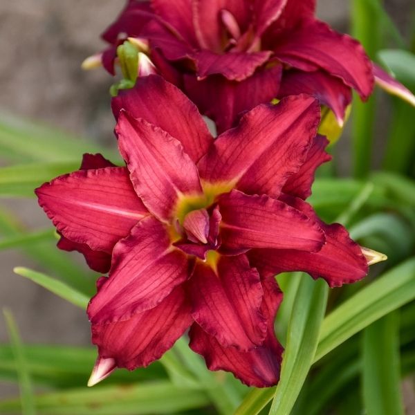 Double Pardon Me Daylily image