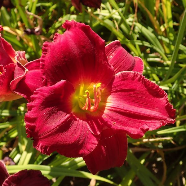 Indy Rhapsody Daylily image