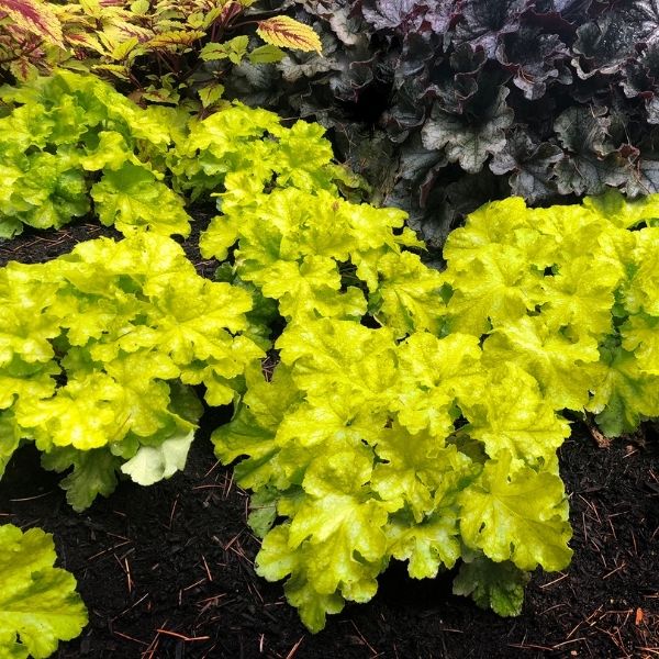 Lemon Supreme Coral Bells image