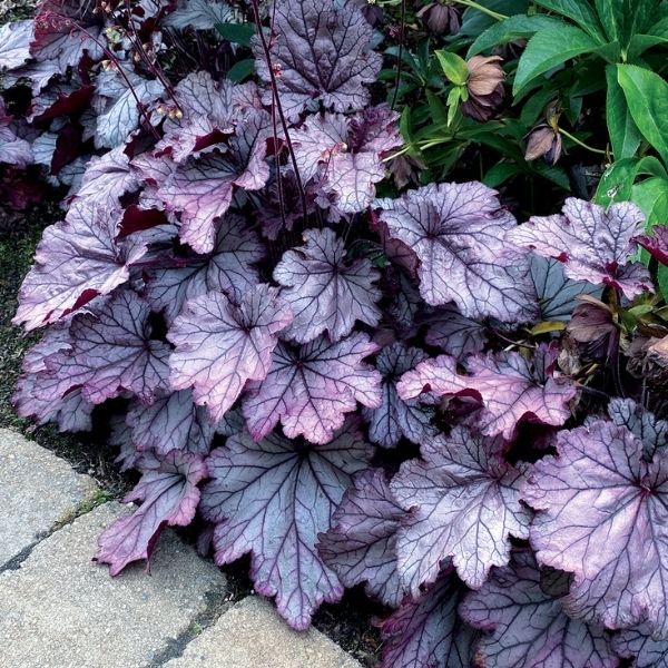 Spellbound Coral Bells image