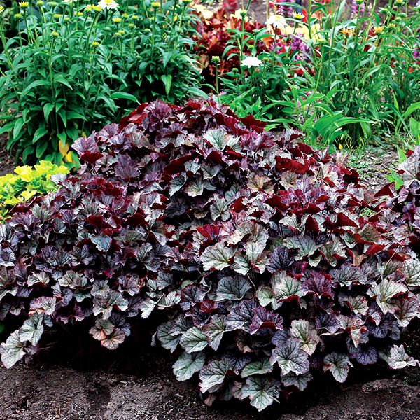 Northern Exposure Silver Coral Bells image