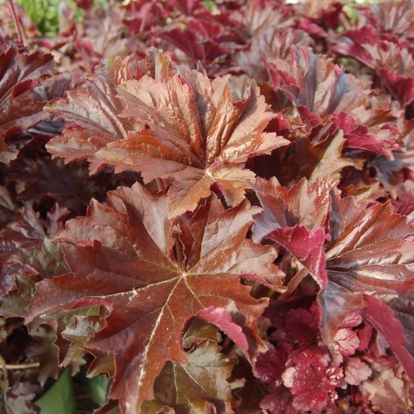 Bronze Wave Coral Bells image