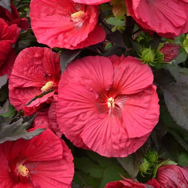 Mars Madness Hardy Hibiscus image