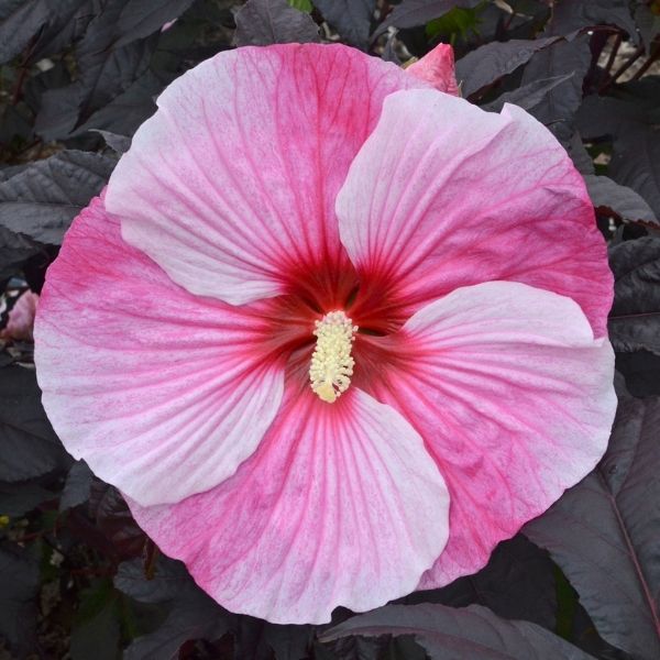 Hardy Hibiscus: How to Grow and Care with Success