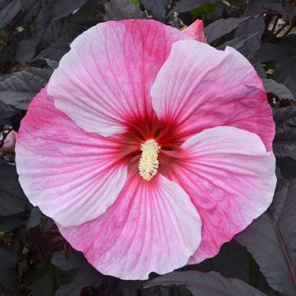 Giant Hibiscus Starry Starry Night image